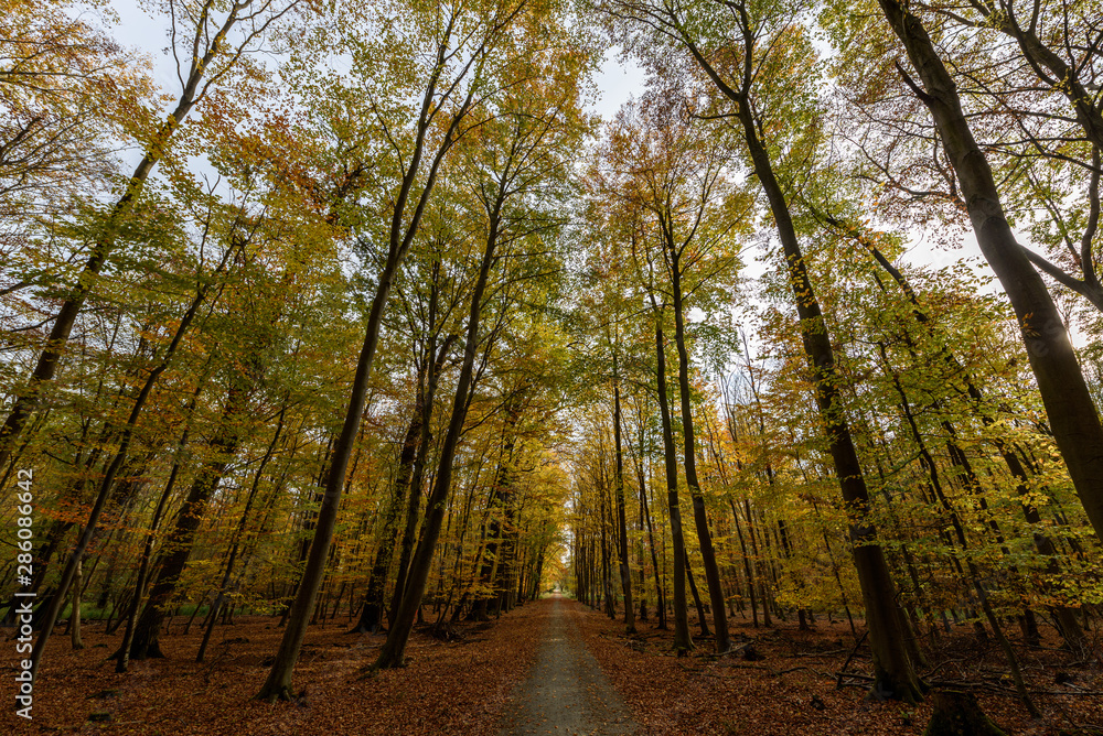 Naklejka premium Wald