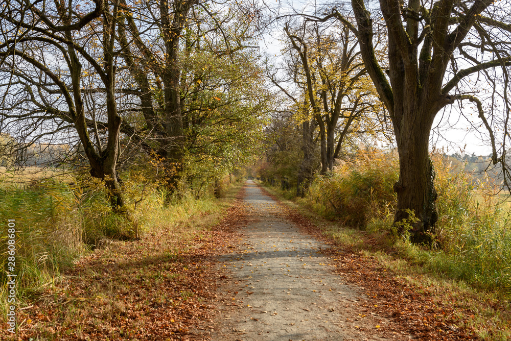 Fototapeta premium Weg