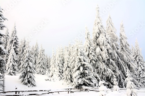 a beautiful winter landscape with pine forest covered with snow