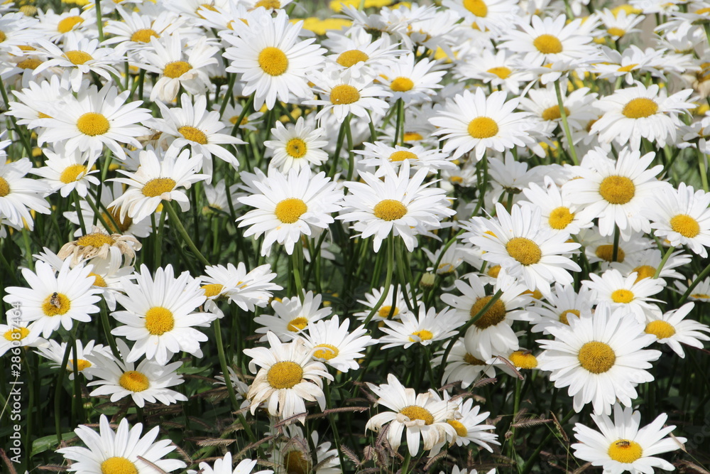 Summer Of Daisy, U of A Botanic Gardens, Devon, Alberta