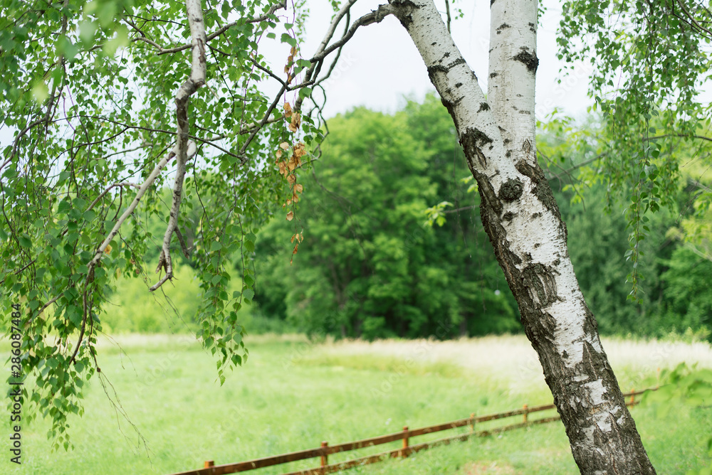 Fototapeta premium Beautiful Russian tree against the background of the field and the forest. Young birch in a wooden fence. Landscape outside the city. Pacification in old age