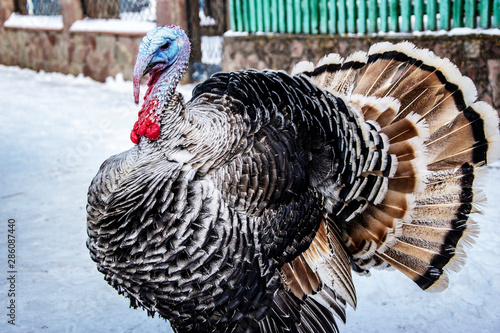 big turkey in the snow