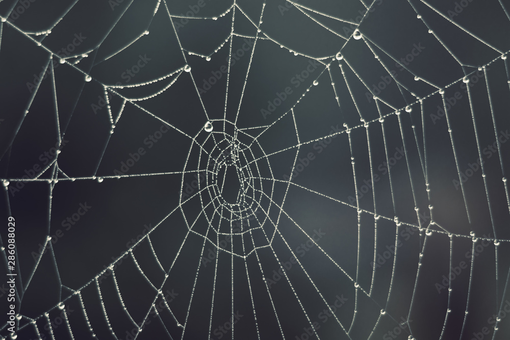Obraz premium Cobweb - drops of morning dew on a spider web in fog, blurred background