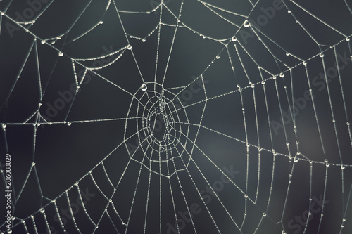 Cobweb - drops of morning dew on a spider web in fog, blurred background