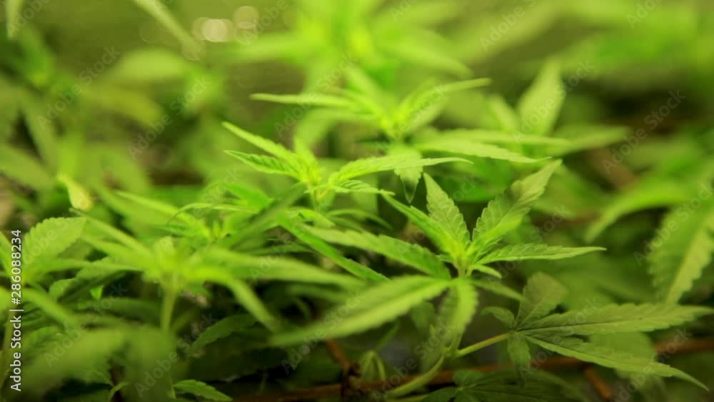 Nice and green leaves of cannabis. Nice and green leaves of cannabis.