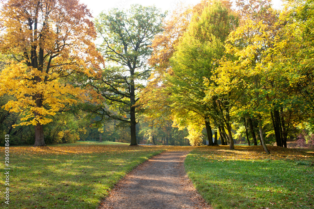 Pathway in the park in autumn season