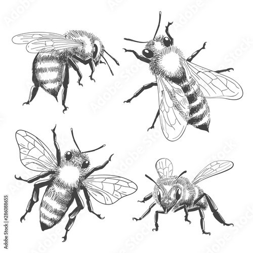Bee engravings set