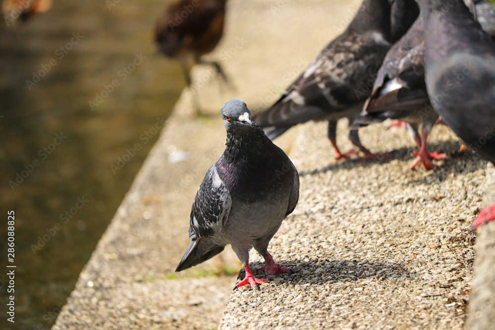 Obraz premium UK Town Pigeon