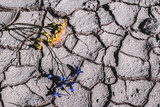 purple and yellow flowers on dry cracked earth. Global warming concept