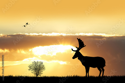 deer in the forest at sunset