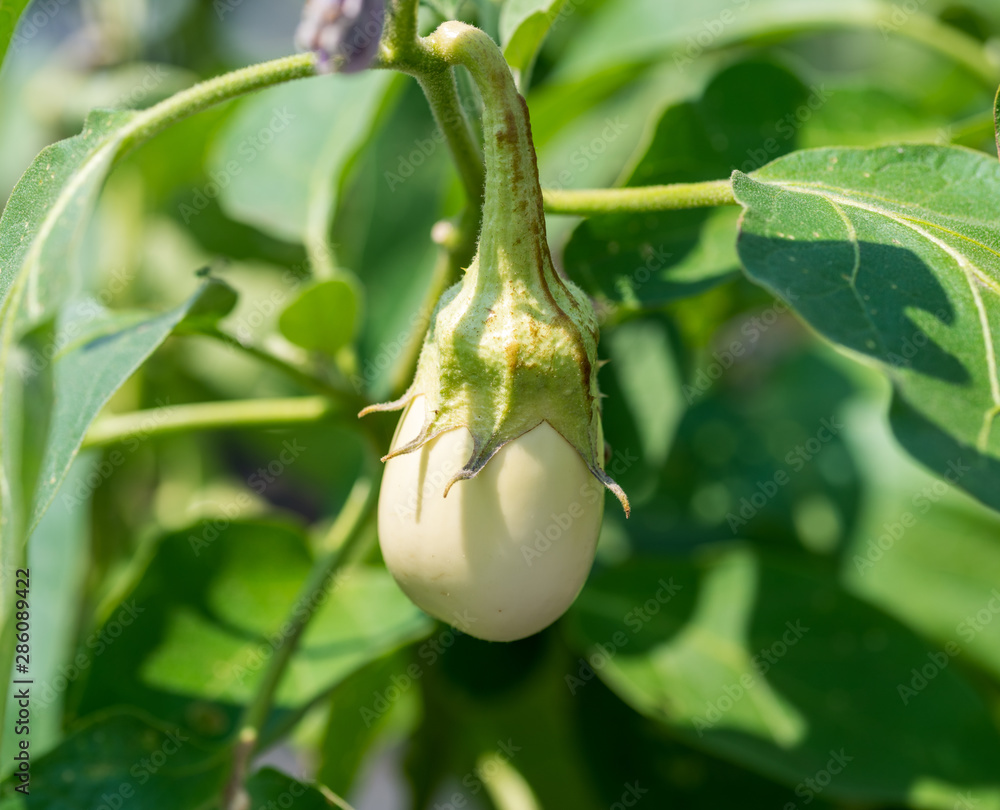 西洋ナス　白ナス