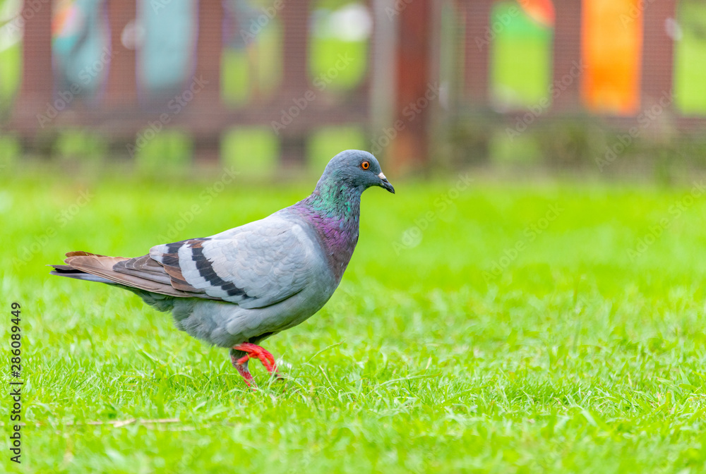 Beautiful grey doveon on the green grass Beautiful grey doveon on the green grass