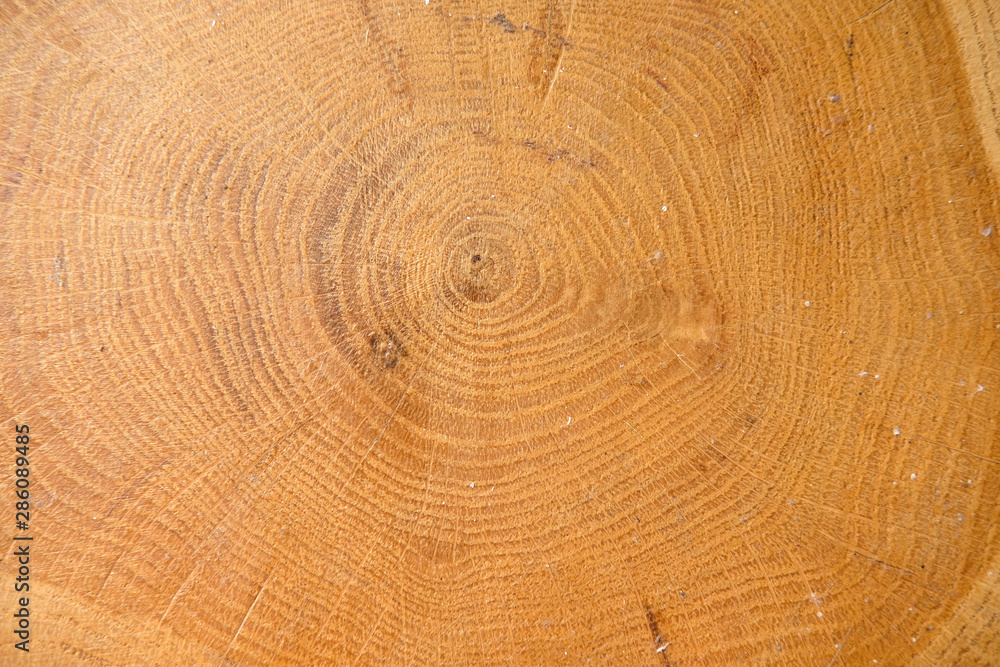 tree trunk cross section, Slice pine tree. Wooden background. Close up tree trunk cross section, Slice pine tree. Wooden background. Close up