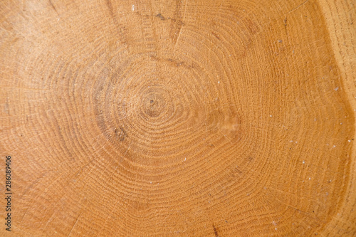 tree trunk cross section, Slice pine tree. Wooden background. Close up