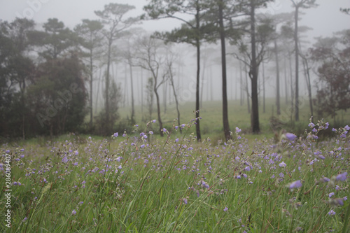 Purple flowers and pine tree forest in the mist and rain  at Phu Soi Dao National Park  Thailand.