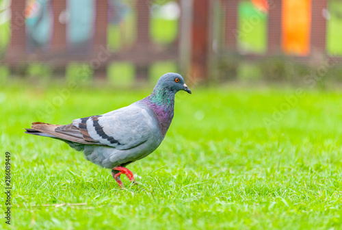 Beautiful grey doveon on the green grass
