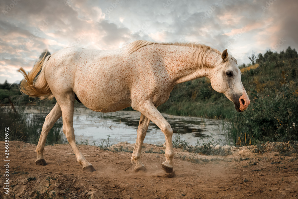 Arabian horse at sunset