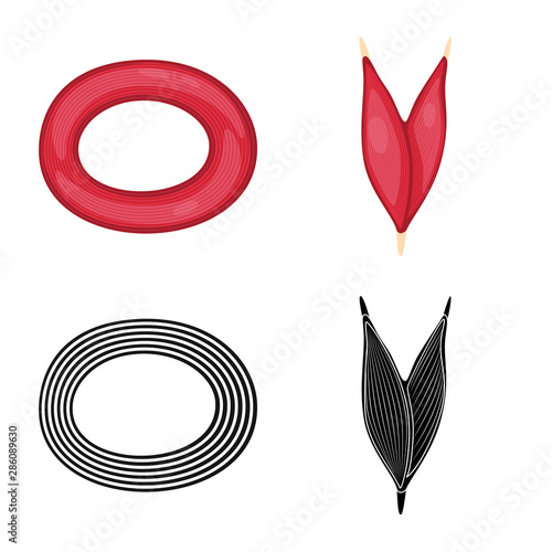 Isolated object of fiber and muscular symbol. Collection of fiber and body stock vector illustration.
