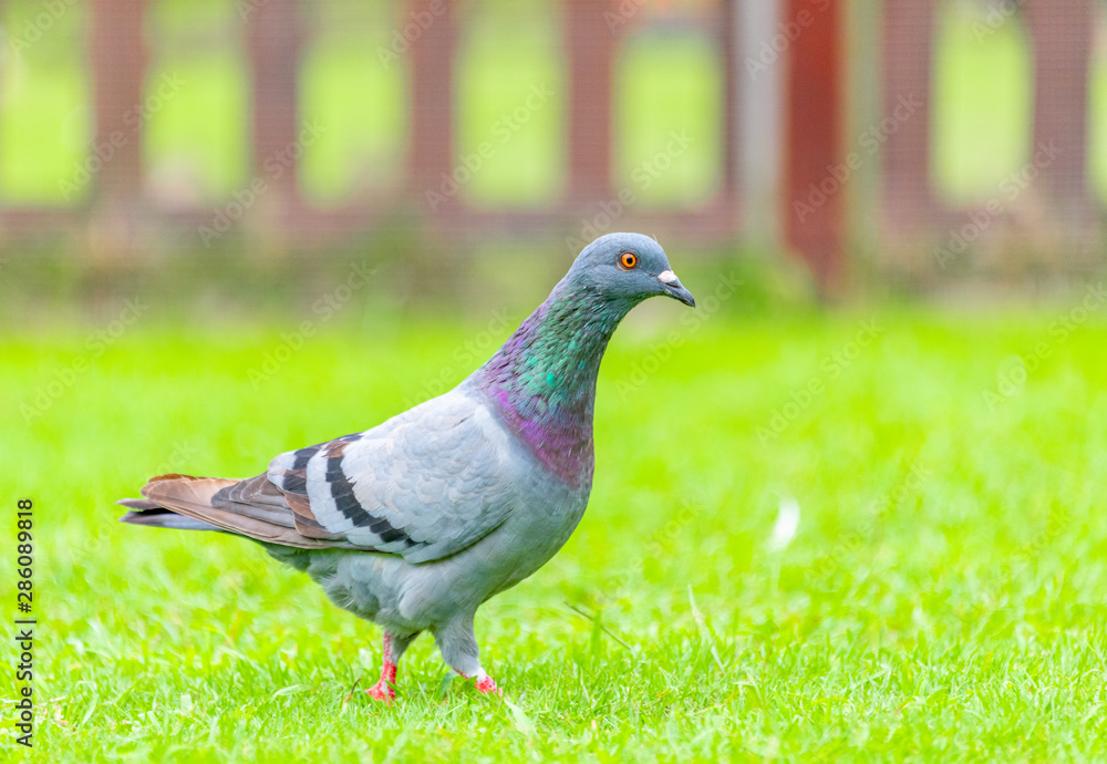 Beautiful grey doveon on the green grass Beautiful grey doveon on the green grass