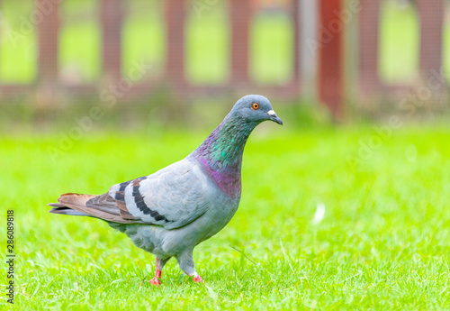 Beautiful grey doveon on the green grass