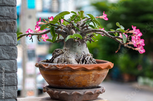 Adenium obesum tree or Desert rose in the pot.