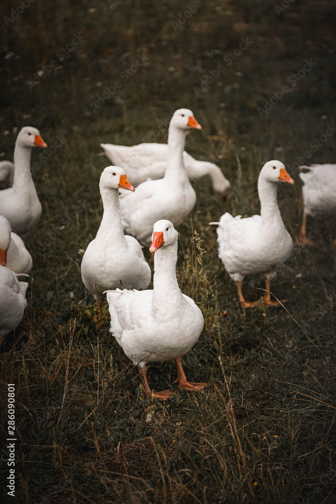 Gans, Gänse, vögel, Hintergrundbild, Rasen, Rasse, Schnabel, Gras, Zucht Gans, Gänse, vögel, Hintergrundbild, Rasen, Rasse, Schnabel, Gras, Zucht