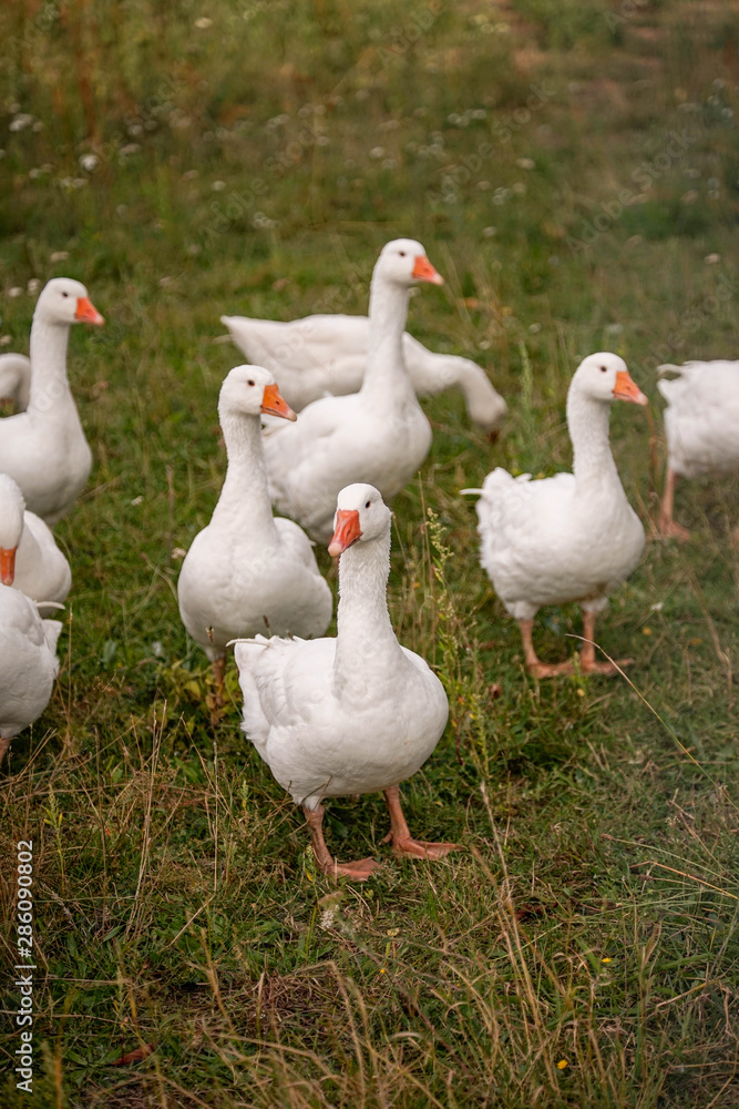 Gans, Gänse, vögel, Hintergrundbild, Rasen, Rasse, Schnabel, Gras, Zucht Gans, Gänse, vögel, Hintergrundbild, Rasen, Rasse, Schnabel, Gras, Zucht