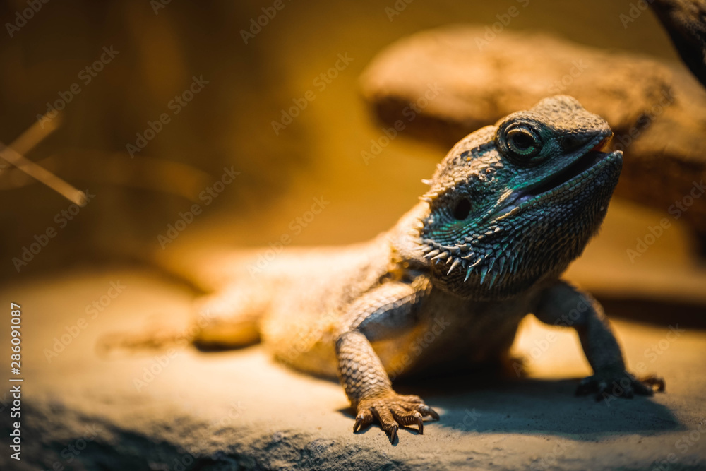 Eidechse, Hintergrundbild, Textur, Haut, Leder, Warm, Langsam, Kopf, Makro, Füße Eidechse, Hintergrundbild, Textur, Haut, Leder, Warm, Langsam, Kopf, Makro, Füße