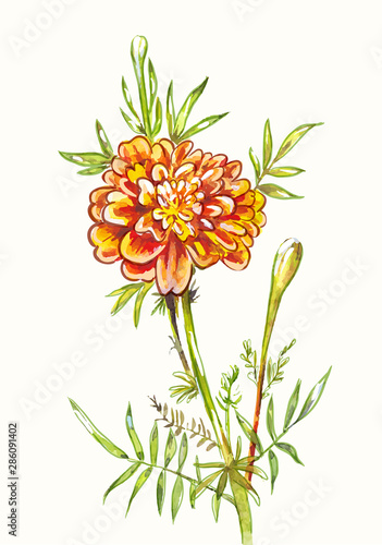 Fototapeta Naklejka Na Ścianę i Meble -  Watercolor marigold isolated on white. Hand-drawn garden flower