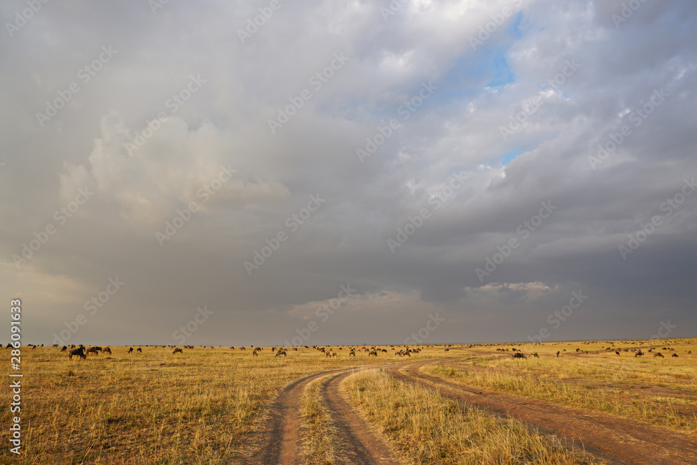 Fototapeta premium Herd of Wildebeest in Kenya