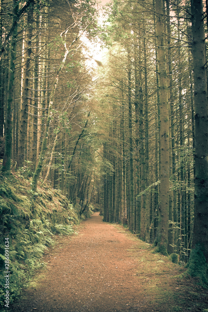 Woodland Forest path