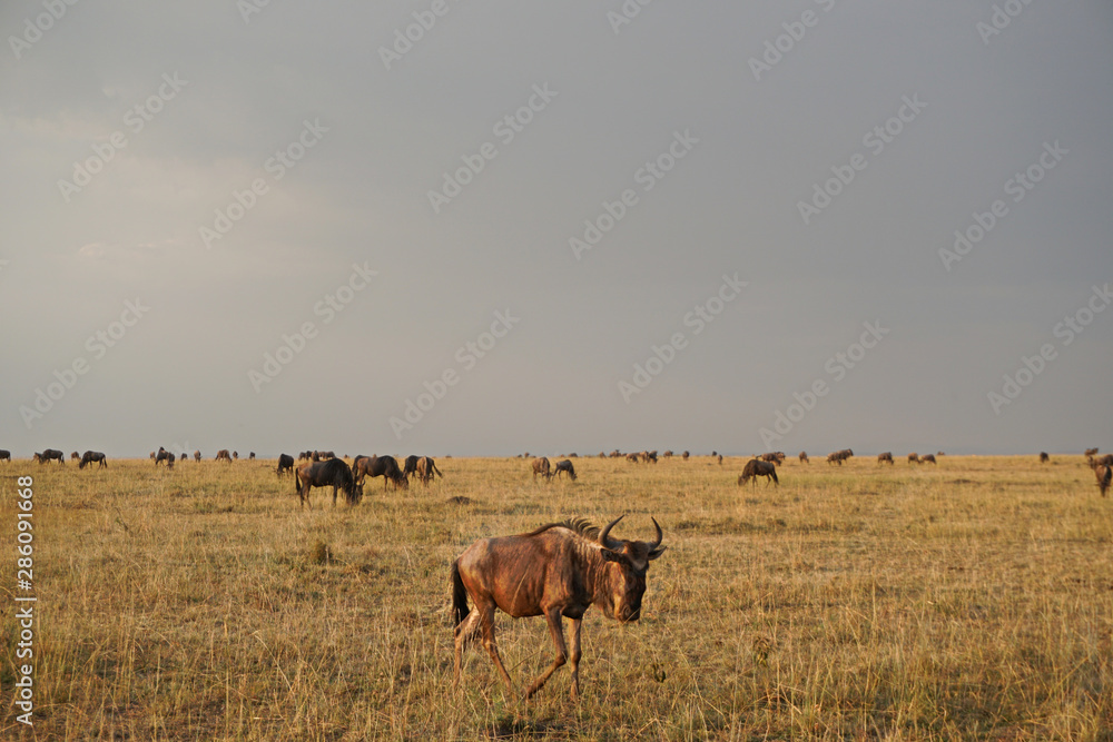 Herd of Wildebeest in Kenya Herd of Wildebeest in Kenya