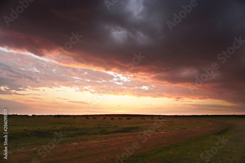 Sunset on the African Savannah