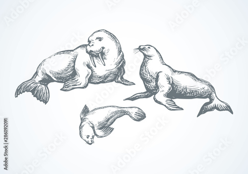 Walrus. Vector drawing