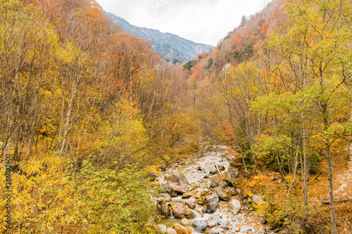 Beautiful autumn leaves of  Takase  Gorge in omachi district  Nagano PrefectureJapan.