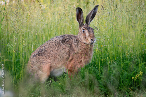 Rabbit in the grass  © Simon S.