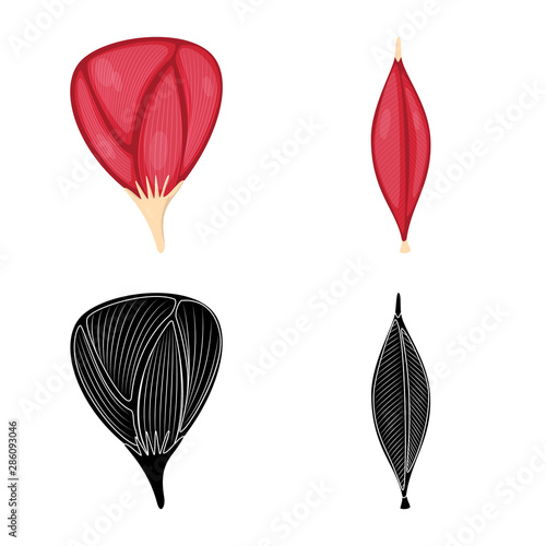 Vector illustration of fiber and muscular sign. Set of fiber and body stock symbol for web.