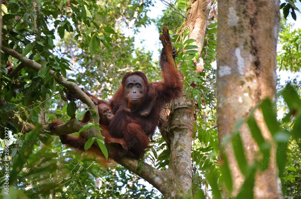 Obraz premium Orangutanes libres en Borneo
