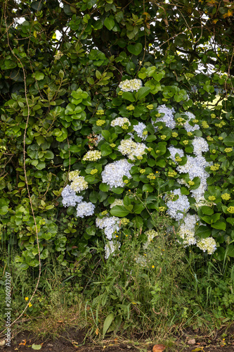 Hydrangea (hortensia) growing in the nature