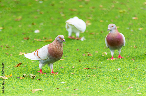 Beautiful grey doveon on the green grass