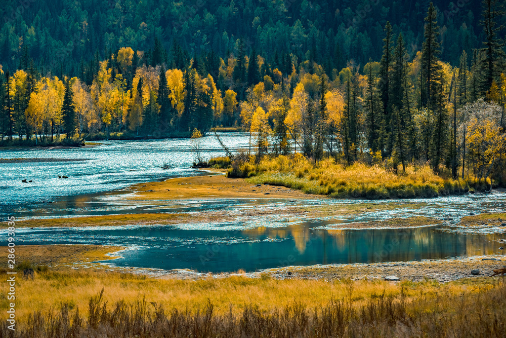 Xinjiang Kanas River autumn scenery - obrazy, fototapety, plakaty 
