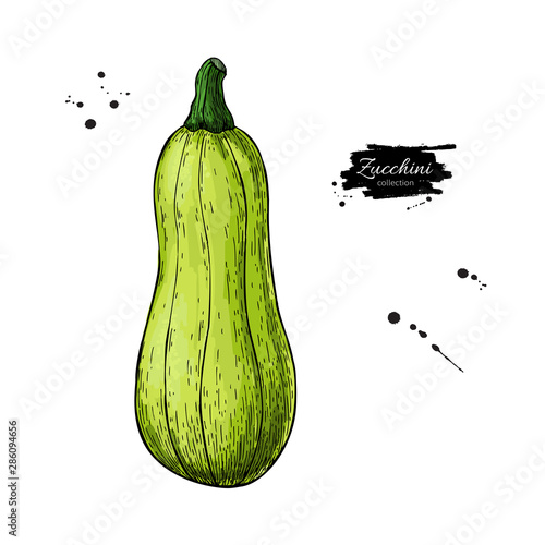 Zucchini hand drawn vector illustration. Isolated Vegetable object. Detailed vegetarian food drawing