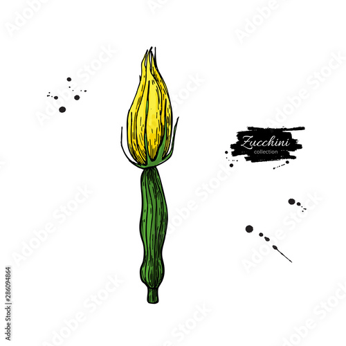 Zucchini flower hand drawn vector illustration. Isolated Vegetable object.