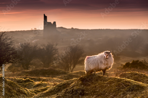 Canvas Print Late Evening Highlights, with backlit handsome sheep on Bodmin Moor in Cornwall
