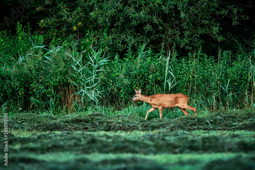 Roe deer doe walking along edge of lush forest.