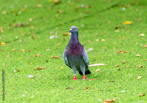 Beautiful grey doveon on the green grass
