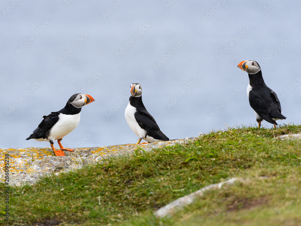 Fototapeta premium Three Atlantic Puffins Standing on the Cliff against Blue Ocean Water