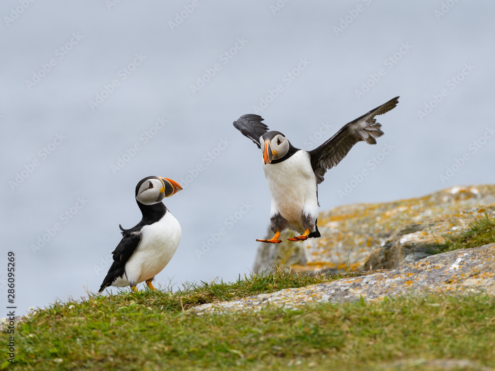 Fototapeta premium Atlantic Puffin Landing on the Cliff against Blue Ocean Water