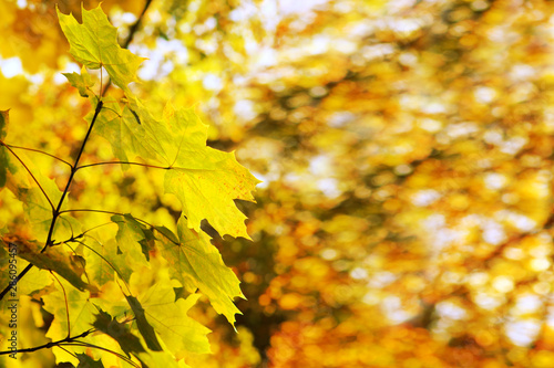 Yellow autumn maple leaves isolated on sunny background.