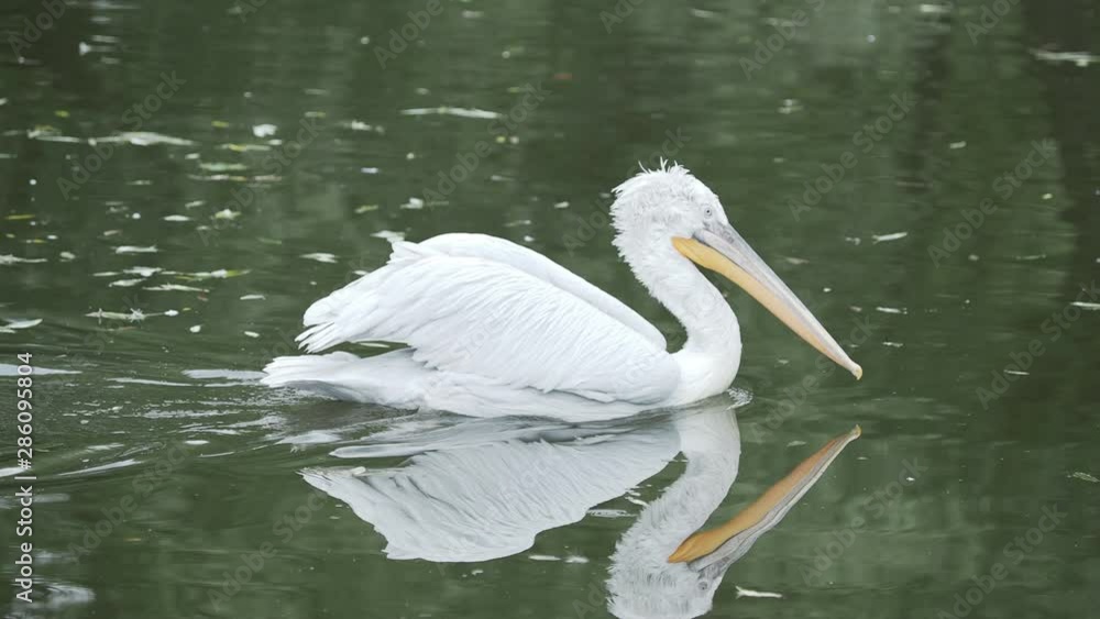 Dalmatian pelican, Pelecanus crispus, swimming in pond. Big freshwater bird. Dalmatian pelican, Pelecanus crispus, swimming in pond. Big freshwater bird.